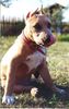 American Staffordshire Terrier Hund
