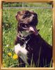 American Staffordshire Terrier Hund