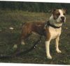 American Staffordshire Terrier Hund