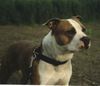 American Staffordshire Terrier Hund