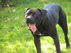 American Staffordshire Terrier Foto: Die Liebsten überhaupt ... (ID 30950) American Staffordshire Terrier Hund