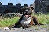 American Staffordshire Terrier Hund