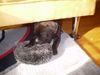 American Staffordshire Terrier Foto: Xenababy (6 Wochen) (ID 42531) American Staffordshire Terrier Hund