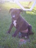 American Staffordshire Terrier Foto: Xena die Süße (ID 42532) American Staffordshire Terrier Hund