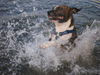 American Staffordshire Terrier Foto: kampfhund? (ID 45661) American Staffordshire Terrier Hund