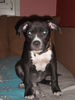 American Staffordshire Terrier Foto: little model (ID 45418) American Staffordshire Terrier Hund