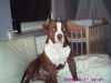 American Staffordshire Terrier Foto: ich bin hanibal 3 jahre alt (ID 32446) American Staffordshire Terrier Hund