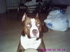 American Staffordshire Terrier Foto: ich bin hanibal 3 jahre alt (ID 32447) American Staffordshire Terrier Hund
