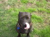 American Staffordshire Terrier Foto: Noch Eins!! (ID 34621) American Staffordshire Terrier Hund