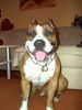 American Staffordshire Terrier Hund