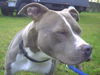 American Staffordshire Terrier Foto (ID 43602) American Staffordshire Terrier Hund