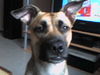 American Staffordshire Terrier Foto: Mein ein und alles (ID 31241) American Staffordshire Terrier Hund