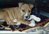 American Staffordshire Terrier Hund