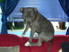 American Staffordshire Terrier Foto: Das ist sein Lieblingsplatz (ID 34676) American Staffordshire Terrier Hund