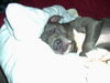 American Staffordshire Terrier Foto: Polly ist jetzt 6Jahre (ID 34677) American Staffordshire Terrier Hund