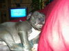 American Staffordshire Terrier Foto: Unser süßer polly (ID 34616) American Staffordshire Terrier Hund