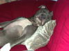American Staffordshire Terrier Foto: So liegt er gerne mal (ID 34618) American Staffordshire Terrier Hund