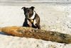 American Staffordshire Terrier Foto: Rip (Butchers Tochter)i (ID 44903) American Staffordshire Terrier Hund