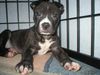 American Staffordshire Terrier Hund