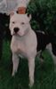 American Staffordshire Terrier Hund