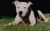 American Staffordshire Terrier Hund