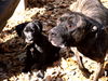 American Staffordshire Terrier Foto: Spike und Simon (ID 34711) American Staffordshire Terrier Hund