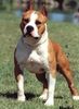 American Staffordshire Terrier Hund