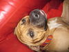 American Staffordshire Terrier Foto: Bähhhh! (ID 32448) American Staffordshire Terrier Hund