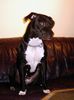 American Staffordshire Terrier Hund