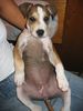 American Staffordshire Terrier Hund