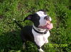 American Staffordshire Terrier Foto: is das niht ne süße maus... (ID 31353) American Staffordshire Terrier Hund