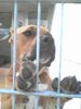 American Staffordshire Terrier Foto: Das war mein letzter Tag im Tierheim Da war ich ein Jahr alt Jetzt bin ich schon groß und 3 Jahre alt (ID 34700) American Staffordshire Terrier Hund