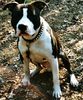 American Staffordshire Terrier Hund