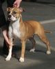 American Staffordshire Terrier Foto: So sieht ein Sieger (ID 29908) American Staffordshire Terrier Hund