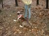American Staffordshire Terrier Hund