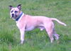 American Staffordshire Terrier Foto: Das ist unser Amos. Leinen, Maulkorbbefreit und er hat dreimal die B.H.prüfung bestanden. (ID 30377) American Staffordshire Terrier Hund