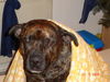 American Staffordshire Terrier Hund