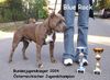 American Staffordshire Terrier Hund