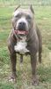 American Staffordshire Terrier Hund
