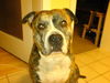 American Staffordshire Terrier Foto: Jimmy (ID 44665) American Staffordshire Terrier Hund