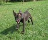 American Staffordshire Terrier Hund