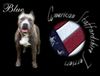 American Staffordshire Terrier Hund