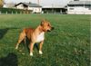 American Staffordshire Terrier Hund