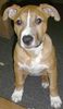 American Staffordshire Terrier Hund