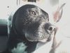 American Staffordshire Terrier Foto: ohne Worte (ID 33360) American Staffordshire Terrier Hund