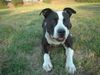 American Staffordshire Terrier Hund