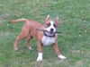 American Staffordshire Terrier Hund