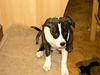 American Staffordshire Terrier Hund