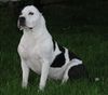 American Staffordshire Terrier Hund
