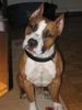 American Staffordshire Terrier Hund